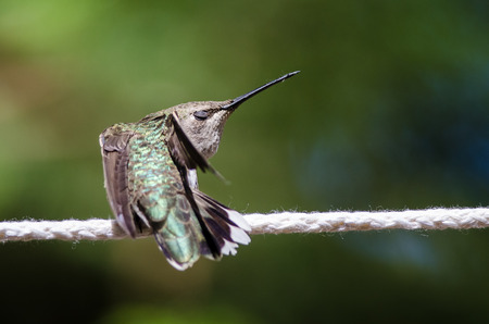 Sleepy Little Hummingbird Perched on a Piece of White Clotheslineの写真素材