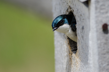 Tree Swallow Taking a Peak from its Weathered Wooden Nesting Boxの写真素材