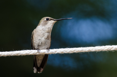 Black-Chinned Hummingbird Perched on a Piece of White Clotheslineの写真素材