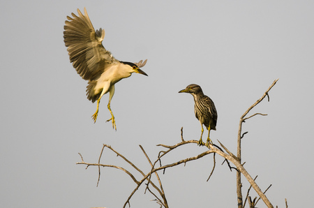 Adult Black-Crowned Night-Heron Landing Beside its Young High on a Tree
