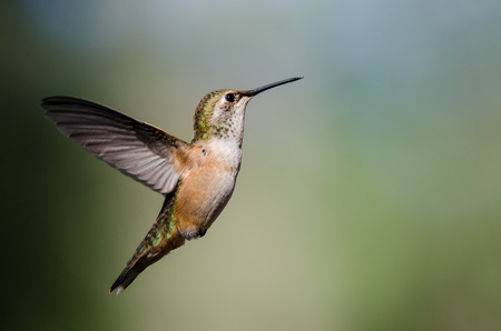 Adorable Little Rufous Hummingbird Hovering in Flight Deep in the Forestの写真素材