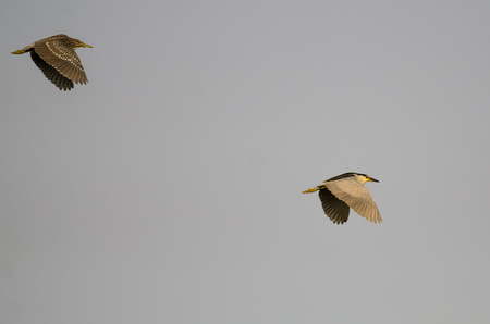 Adult Black-Crowned Night-Heron Flying with its Young in a Blue Skyの写真素材