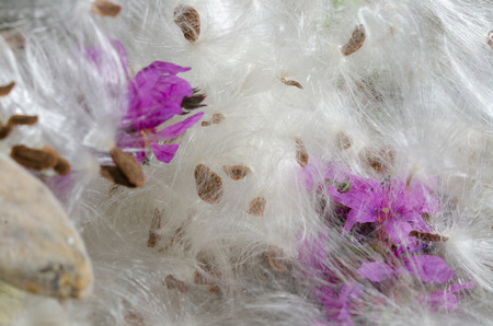 Nature Abstract: Elegant White Milkweed Fibers Presenting Their Seedsの写真素材