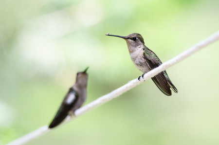 Pair of Hummingbirds Perched on a Piece of White Clothesline