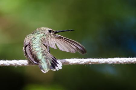 Broad-Tailed Hummingbird Perched on a Piece of White Clotheslineの写真素材
