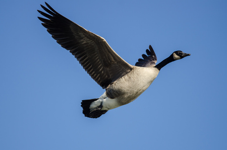 Canada Goose Flying in a Blue Skyの写真素材