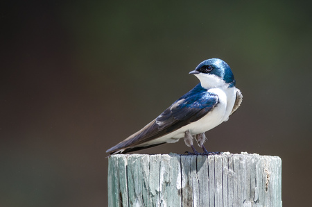 Spunky Little Tree Swallow Perched atop a Weathered Wooden Postの写真素材