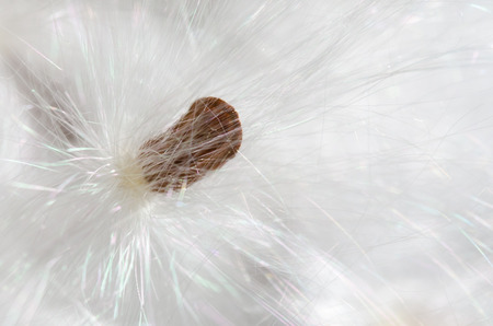 Nature Abstract: Elegant White Milkweed Fibers Presenting Their Seedsの写真素材