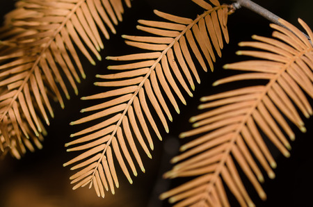 The Golden Needles of the Dawn Redwood in Autumnの写真素材