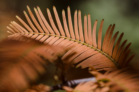 The Golden Needles of the Dawn Redwood in Autumn