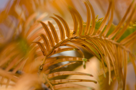 Nature Abstract: Golden Needles of the Dawn Redwood in Autumnの写真素材