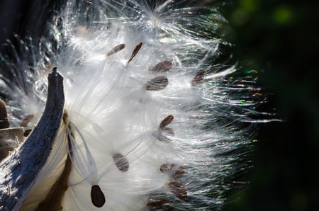 Elegant White Milkweed Fibers Presenting Their Seedsの写真素材