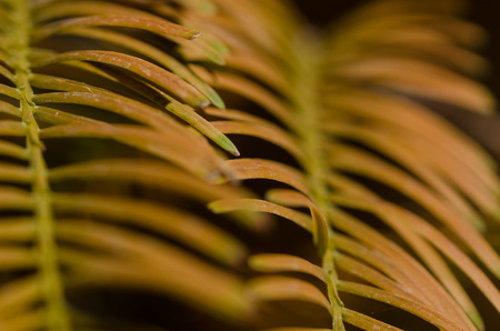 The Golden Needles of the Dawn Redwood in Autumnの写真素材