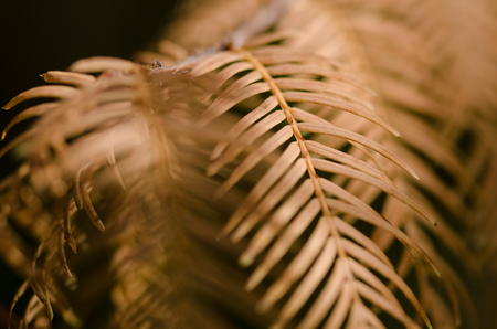 The Golden Needles of the Dawn Redwood in Autumnの写真素材
