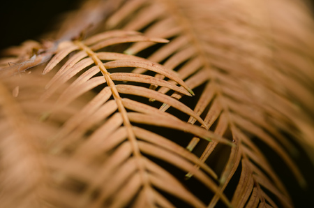 The Golden Needles of the Dawn Redwood in Autumnの写真素材