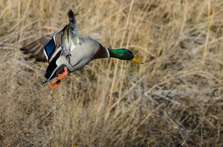 Mallard Duck Landing in the Autumn Wetlandsの写真素材