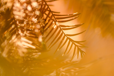 The Golden Needles of the Dawn Redwood in Autumnの写真素材