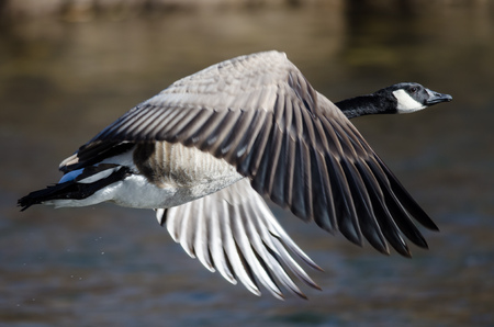 Canada Goose Taking to Flight from the River Waterの写真素材