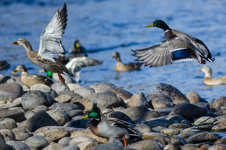 Mallard Ducks Taking to Flight from the Rocky River Shoreの写真素材