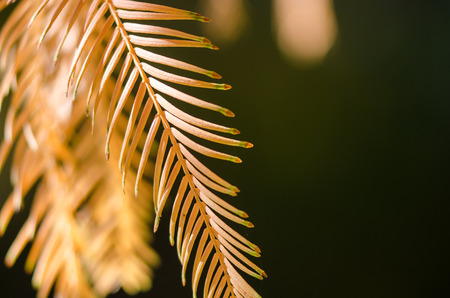 The Golden Needles of the Dawn Redwood in Autumn
