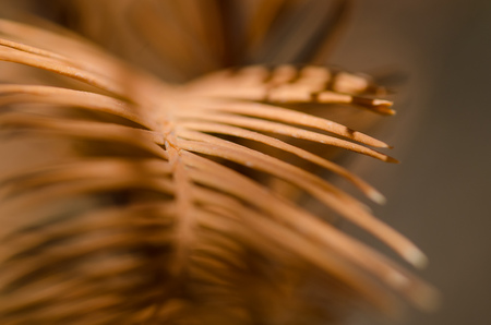 The Golden Needles of the Dawn Redwood in Autumnの写真素材