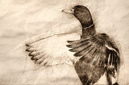 Sketch of a Mallard Duck Stretching Its Wings While Resting on the Waterの写真素材