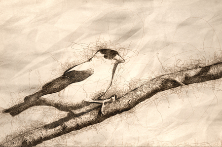 Sketch of American Goldfinch Perched on a Branchの写真素材