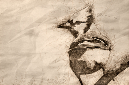 Sketch of a Blue Jay Perched in a Treeの写真素材