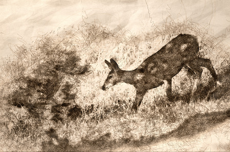 Sketch of a Deer Making Its Way Down the Hill in the Shadowsの写真素材