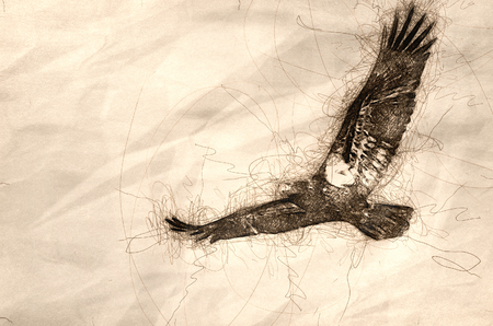 Sketch of an Immature Bald Eagle in Flightの写真素材
