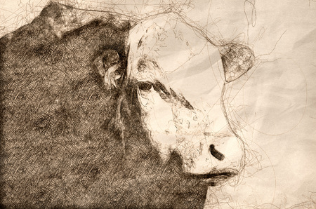Sketch of The Bull and The Evil Eyeの写真素材