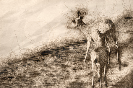 Sketch of a Family of Deer Walking Along the Waterâs Edgeの写真素材