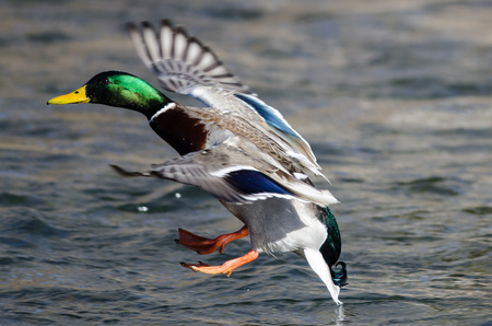 Mallard Duck Landing on the Cool Waterの写真素材