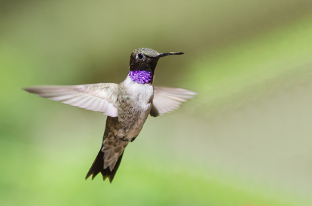 Black-Chinned Hummingbird with Throat Aglow While Hovering in Flightの写真素材