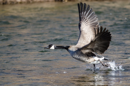 Canada Goose Taking to Flight from the River Waterの写真素材