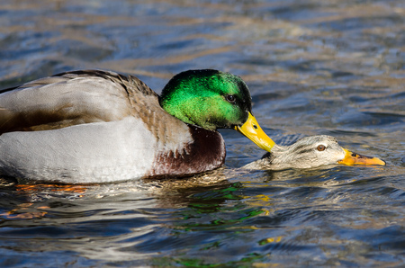 Pair of Mallard Ducks Mating on the Waterの写真素材