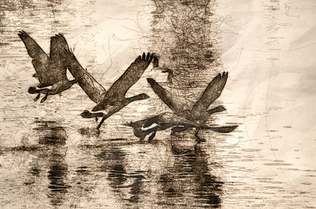 Sketch of Canada Geese Flying Over Waterの写真素材