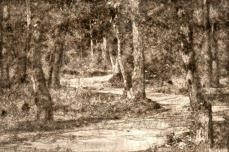 Sketch of a Walking Path Through the Autumn Forestの写真素材