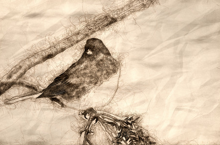 Sketch of a Dark-eyed Junco Perched in Snowの写真素材