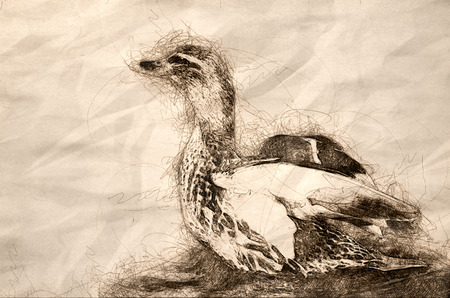 Sketch of a Mallard Duck Stretching Its Wings While Resting on the Quiet Blue Waterの写真素材