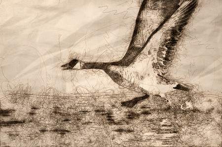 Sketch of a Canada Goose Taking to Flight from the River Waterの写真素材