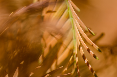 Nature Abstract: Golden Needles of the Dawn Redwood in Autumnの写真素材
