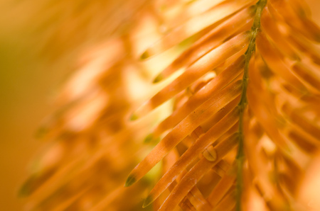 Nature Abstract: Golden Needles of the Dawn Redwood in Autumn