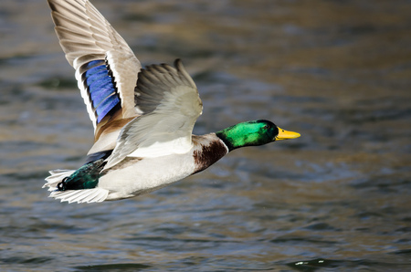 Mallard Duck Flying Over the Flowing Riverの写真素材
