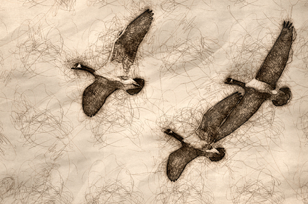 Sketch of Three Canada Geese Flying in a Blue Skyの写真素材