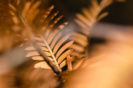 The Golden Needles of the Dawn Redwood in Autumn