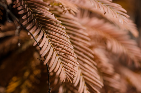 The Golden Needles of the Dawn Redwood in Autumnの写真素材