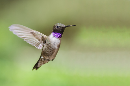 Black-Chinned Hummingbird with Throat Aglow While Hovering in Flightの写真素材