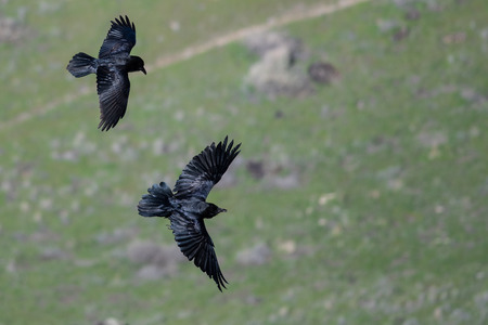 Two Common Black Ravens Flying Over the Canyon Floor