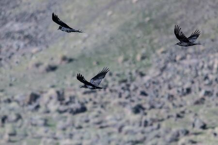 Four Common Black Ravens Flying Over the Canyon Floorの写真素材